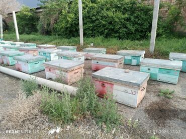 Другой транспорт: Продаю пчело семьи с ульями система дадан возможен обмен на авто бал