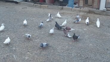 Göyərçinlər: Məhsul: Güvənçinlər (xüsusi uçuş və rəng çeşidləri) Təsvir: - — 18