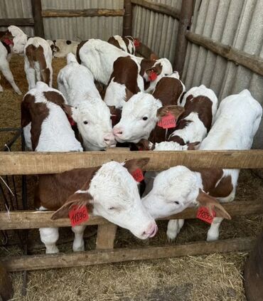 Dana, buzov: Dana, buzov, Dişi, Simental, ay: 1, Damazlıq, Ətlik, Rayonlara çatdırılma, Pulsuz çatdırılma, Ödənişli çatdırılma — 19