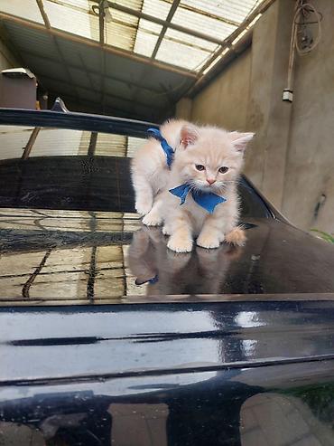 Pişiklər: Britan — 8