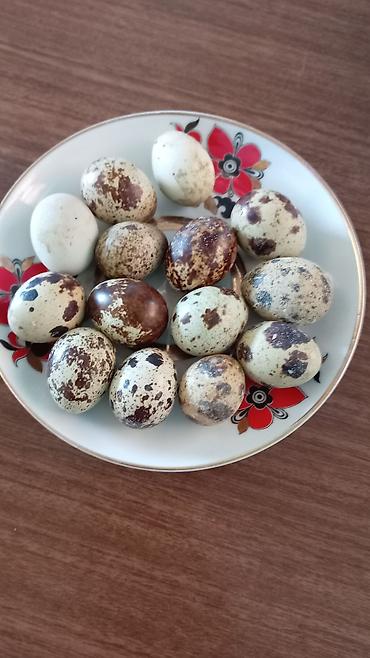 zəncirotu balı: Bildirçin yumurtası - Təbii xallı qabıqlı, kiçik ölçülü bildirçin — 1