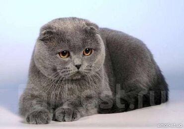 Коты: Продаю Родословную Кота Чистокровный породы Scottish Fold ВИСЛОУХИЙ