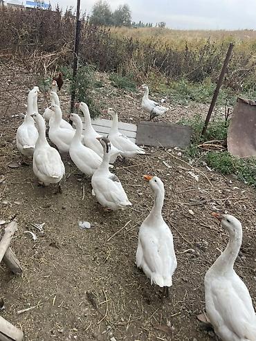 кыргыз и собака: Сатам | Ургаачы күрп (ургаачы), Эркек күрп, Балапан күрп | Кара ханзаада, Түндүк Кавказ | Көбөйтүү үчүн — 1