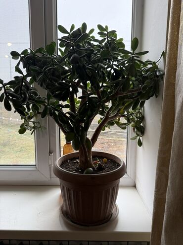 Денежное дерево: Крупные комнатные растения в горшках 1) Толстянка (денежное дерево) - — 1