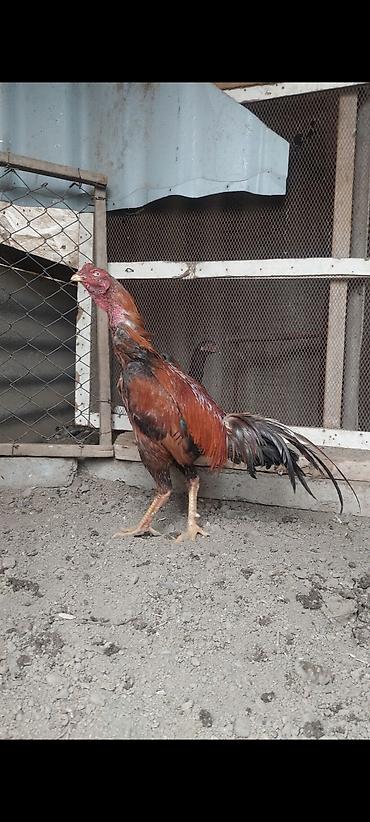 Xoruzlar: Temiz turk cinsi 11 ayliq bece satiram. cox super heybandi. meydan — 6