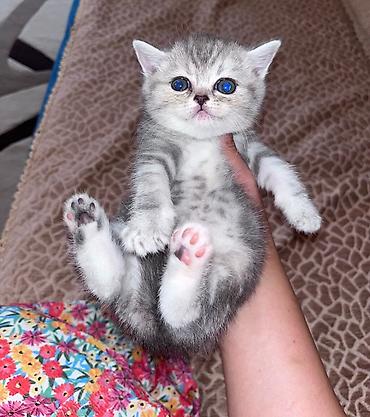ragdoll pişik: Şinşilla, Dişi — 10