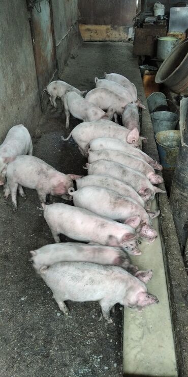 вьетнамские свиньи: Продаю | Поросенок | Для разведения | Племенные