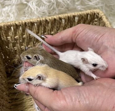 Хомяки: Ручные песчанки монгольские. Красивые окрасы, есть девочки и мальчики — 4