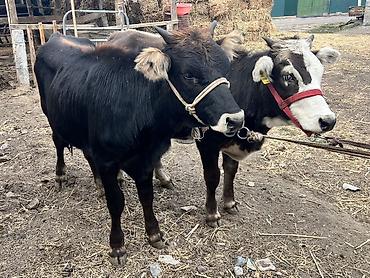 Продам с/х животных: Продаю | Тёлка | Полукровка, Ангус, Швицкая | На откорм | Привязанные — 1