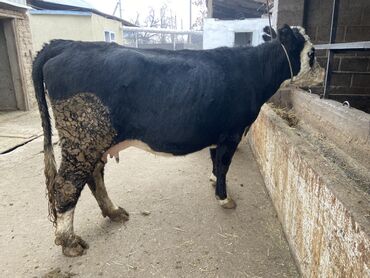 Коровы, быки: Продаю | Корова (самка) | Для разведения | Привязанные — 3