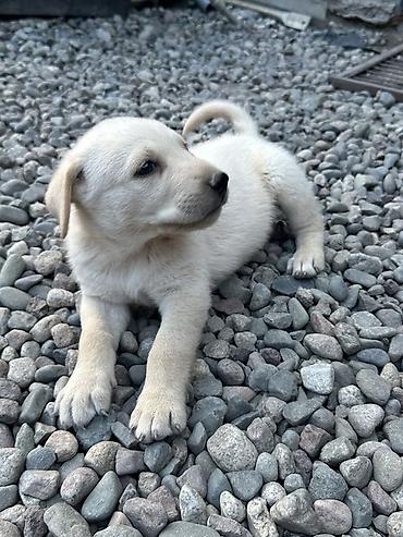 Продажа собак: 1 месяц, Самец — 17