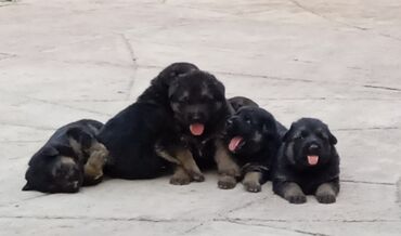 İtlər: Alman çoban iti, 1 ay, Erkek, Ünvandan götürmə lalafo.az -da İtlər: Alman çoban iti, 1 ay, Erkek, Ünvandan götürmə