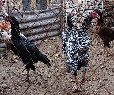 heyvan alqi satqisi: 1 Xoruz 🐓 4 toyuq pileymutdular irak sortudur qiymet hamsına ayidir — 4