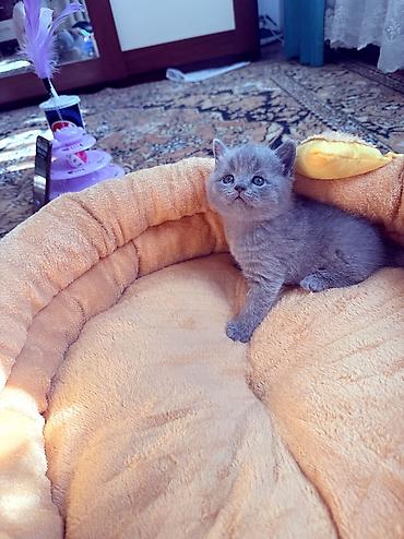 Продажа кошек: Скотиш Страйт (Шотландская прямоухая), 1 месяц, Мальчик, Серый, С документами — 4