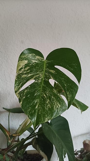 Бөлмө өсүмдүктөрү: Монстера вариегатная (Monstera deliciosa variegata)свежий срезь - — 2