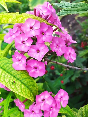 Другие садовые цветы и кустарники: Продаю уличные цветы многолетние оптом и в розницу. Дельфиниумы — 4