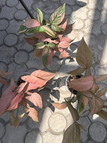 Другие комнатные растения: Комнатные растения — 4