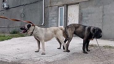 tap az ev quslari: Kanqal, 4 il, Erkək, Peyvəndli, Ünvandan götürmə, Ödənişli çatdırılma, Rayonlara çatdırılma — 5