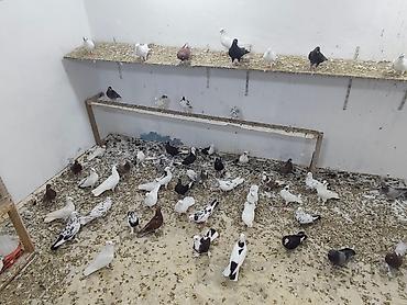 Digər heyvanlar: Satılır 4 manatdan hamsi tutulma heyvanlardir unvan Baki rayonlara — 4
