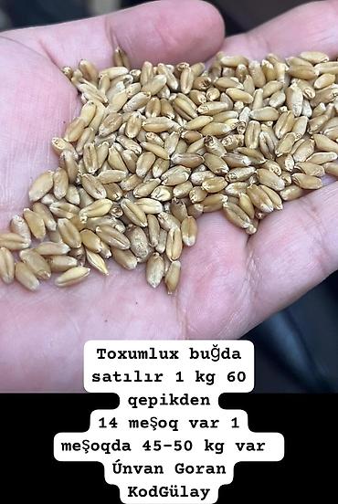 Toxumluq buğda - 1 kq – 60 qəpik - 14 meşoq mövcuddur - Hər meşoqda lalafo.az -da Toxumluq buğda - 1 kq – 60 qəpik - 14 meşoq mövcuddur - Hər meşoqda