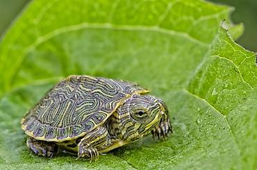 Малыши красноухой черепахи (Trachemys scripta elegans) - Вид: водная at lalafo.kg — 2 Малыши красноухой черепахи (Trachemys scripta elegans) - Вид: водная — 2