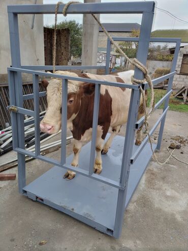 собака отдам в хорошие руки: Terezi1 tonluq 1eni 2 uzunu qalin demirden yiqilir raşotkali 900 manat