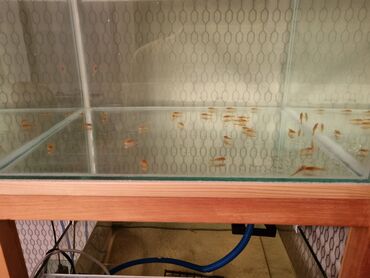 kompresor akvarium: 30aded superred ancistruslar(2 ya 3u tüldü, kalanı sadedi), 2.5/3sm, 1