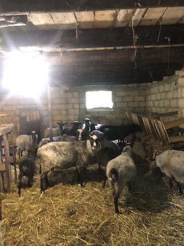pişik yemi qiyməti: Salam olsun hamiya ramanov qoyunlari satlir 21 eded qoyundu 1 qoc 11 — 1