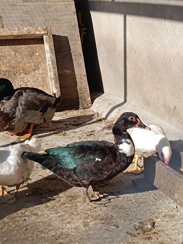 Ördəklər: 2 eded 6 ayliq yaxshi beslenmish ruan ordek(erkek dishi)cutu 125azn 5 -da lalafo.az — 21 Ördəklər: 2 eded 6 ayliq yaxshi beslenmish ruan ordek(erkek dishi)cutu 125azn 5 — 21