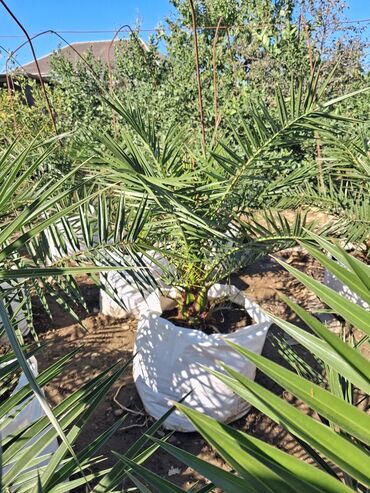 Ağaclar: Xurma (Phoenix dactylifera) fidanları – dekorativ xurma palması — 4