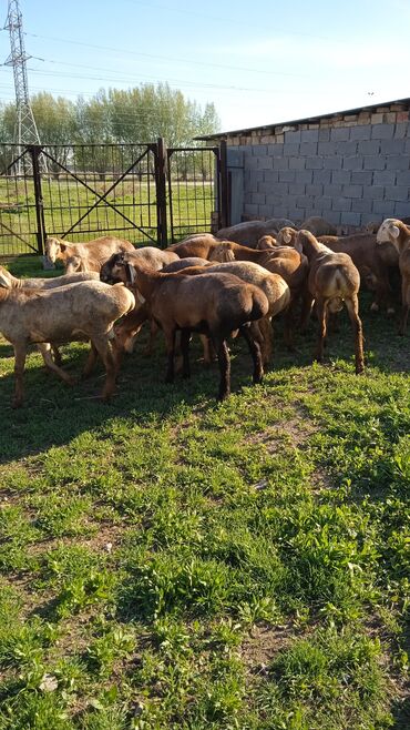 Бараны, овцы: Продаю 30 кочкоров, оптовая цена по 30000
село Манас