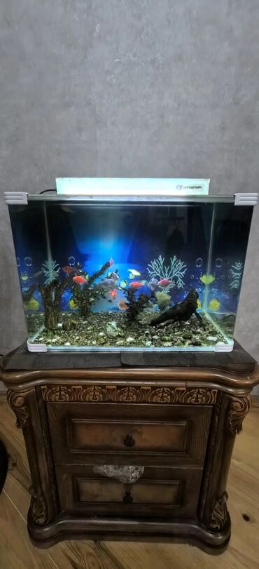Dördbucaq akvarium, Balıqlarla birlikdə, 55 l, Ünvandan götürmə