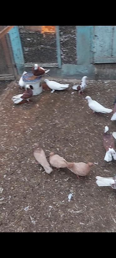 ucuz toyuq satisi: Salam 28 quşdu kom 4 azn tək-tək qiymət başqa olacaq — 5
