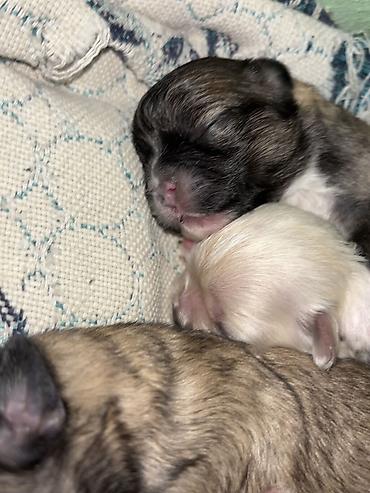Pekines, Ödənişli çatdırılma lalafo.az -da Pekines, Ödənişli çatdırılma