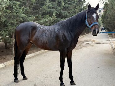 Atlar: Erkək, il: 5, Ünvandan götürmə — 6