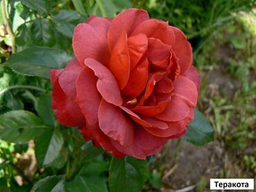 Садовые цветы и кустарники: Саженцы цветка: Розы, Бесплатная доставка, Самовывоз — 26