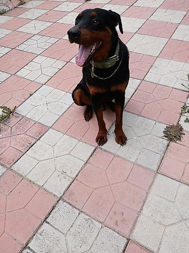 dişi doberman: Doberman, 1 il, Erkək, Peyvəndli, Ödənişli çatdırılma — 2