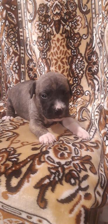 İtlər: Pitbul — 9