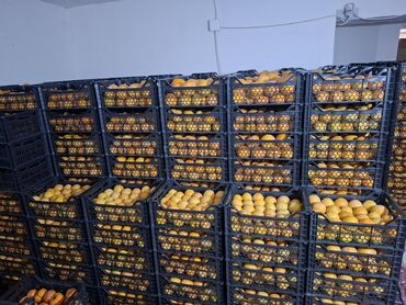 оптом бананы: Курма (Хурма) Сатылат 65-70 сомдон оптом баада. 70 сомдон доставка