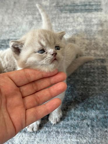 возьму кота: Шотландские вислоухие котята (Scottish Fold), окрас голубой — 5