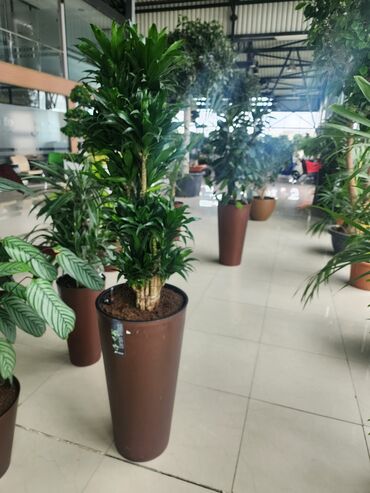 Otaq bitkiləri: Bitgi və dibçəklər — 6