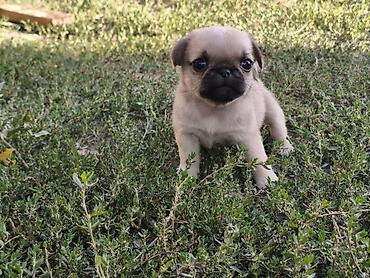 Продажа собак: Мопс, 1 месяц, Самка — 7
