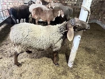 Баран, овца: Продаю | Овца (самка) | Для разведения | Племенные — 5