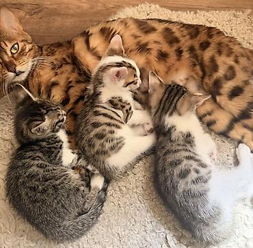 кошки манчкин: Котята от породистых родителей: мама — бенгальская кошка с ярким — 1
