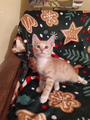 шотландская мраморная кошка: Кошка даром: Беспородная, 2 месяца, Девочка
