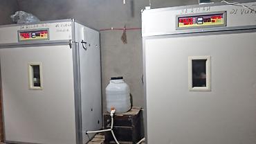 Sənaye tipli avtomatik inkubator - Yüksək tutumlu şkaf tipli — 3