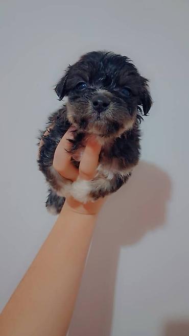 Продажа собак: Пекинес, 1 месяц, Самка — 5