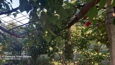 Həyət evləri və villaların satışı: 6 otaqlı, 150 kv. m, Orta təmir — 65