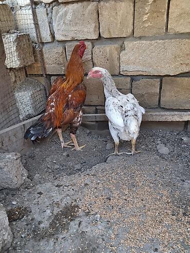 xoruz heyratı: Salam xoruz tek satilir sonu 60azn qani Turk Patel real alicilar — 10