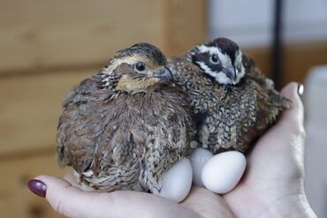 лотки для перепелиных яиц: Продажа Виргинских Куропаток! Общее количество 10 штук! 5 петуха и 5